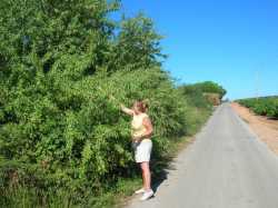 Le chemin de l'Autoroute - la cueillette des amandes