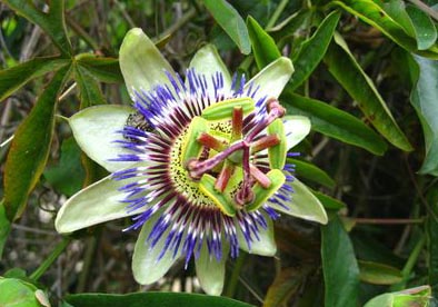 la Fleur des Garrigues
la Passiflore