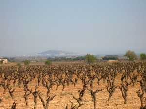 Les vignes autour du village
avec vue sur la colline de SETE
au loin