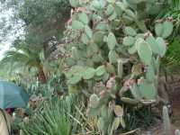 visite d'un Jardin botanique
fabuleux