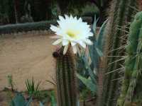 visite d'un Jardin botanique
fabuleux